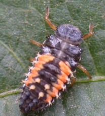 MALB larva