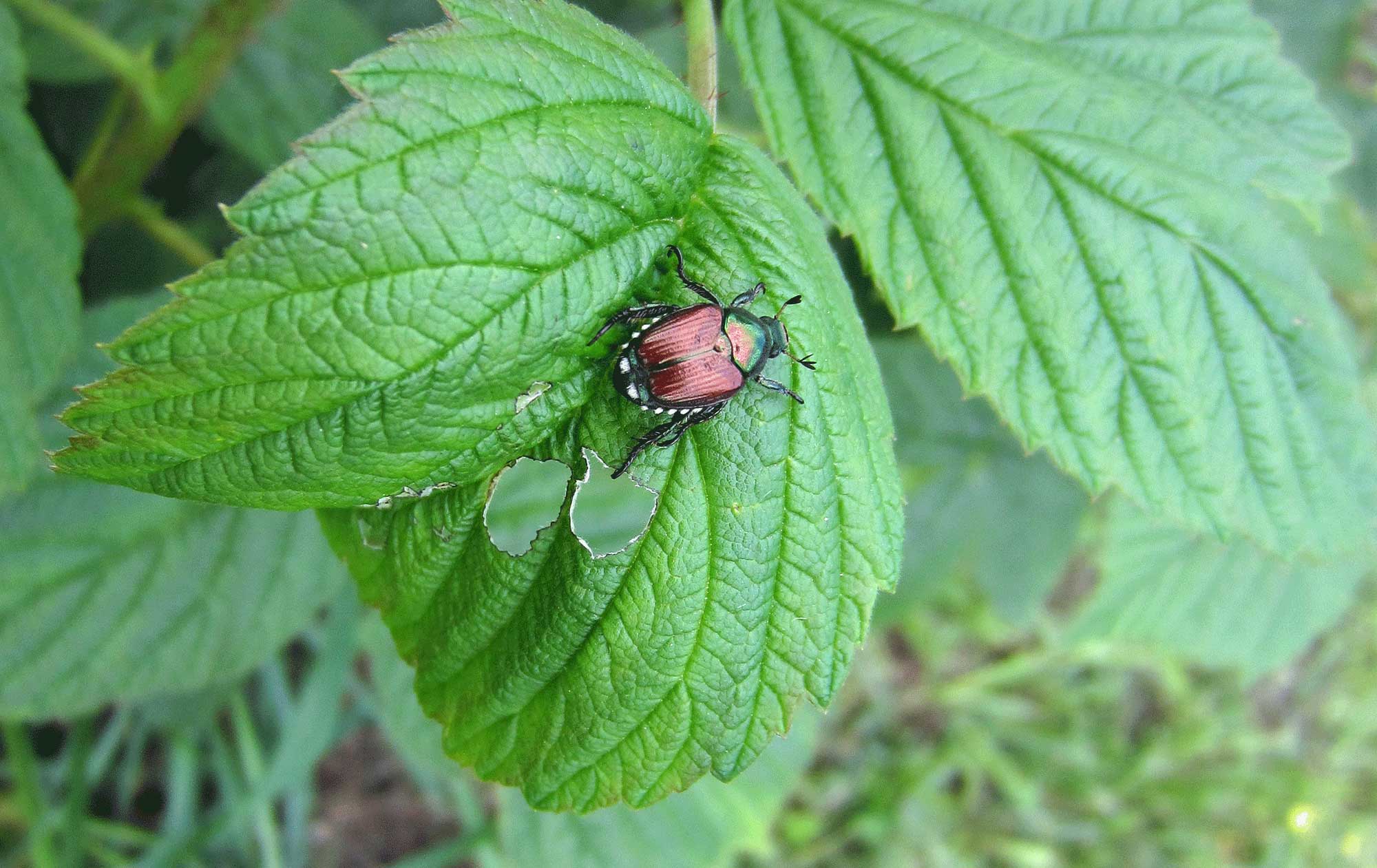 Japanese Beetle on a leaf.