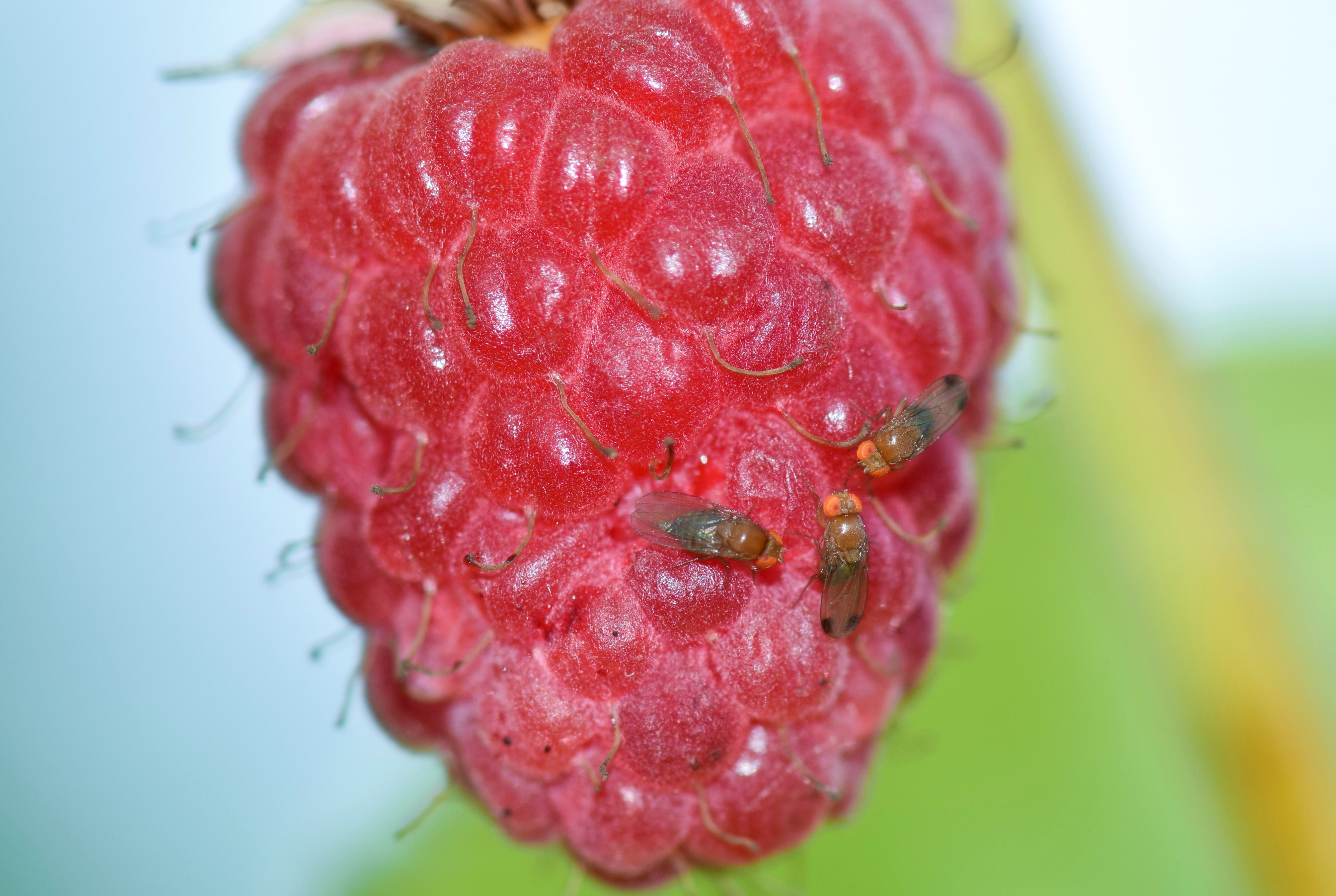 SWD adult flies on a raspberry