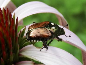Parasitized Japanese Beetle